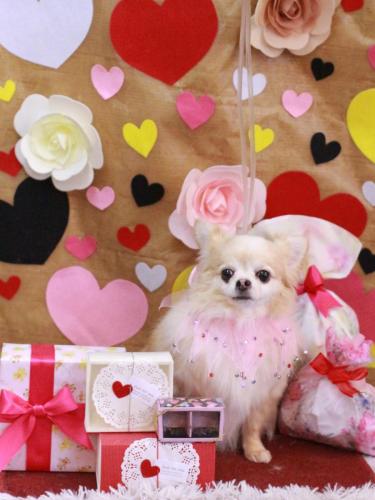 20230217ヴィヴィちゃん